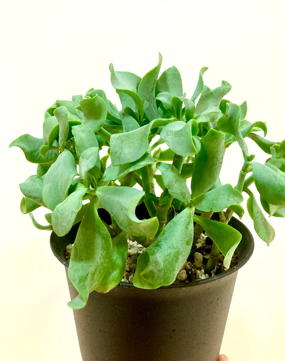 リップルジェイドお迎え✨｜園芸日記byいぶ｜みんなの趣味の園芸｜732109