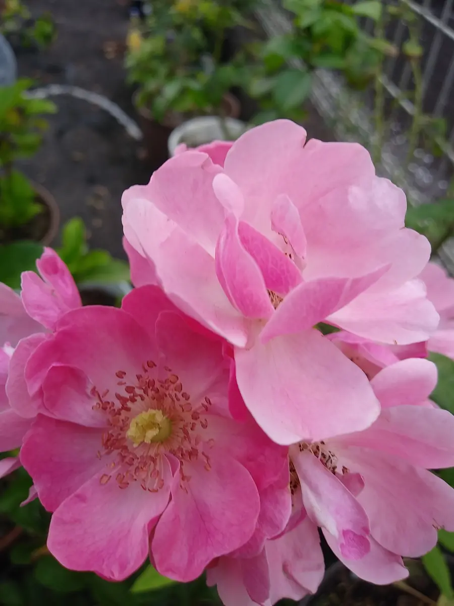 切り花の挿し木ケニアのバラ ピンクがきれい✨😍｜園芸日記by