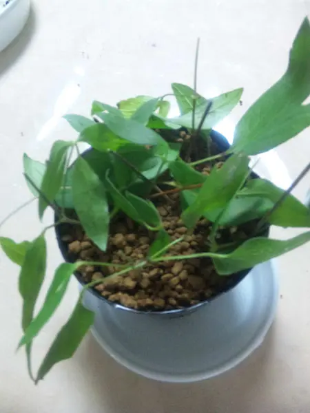 クレマチス挿し穂⭐お好きな番号 コメントに入れて下さい(*^^*) クレマチスの挿し木【その3】挿す｜園芸日記by金子 明人｜みんなの趣味