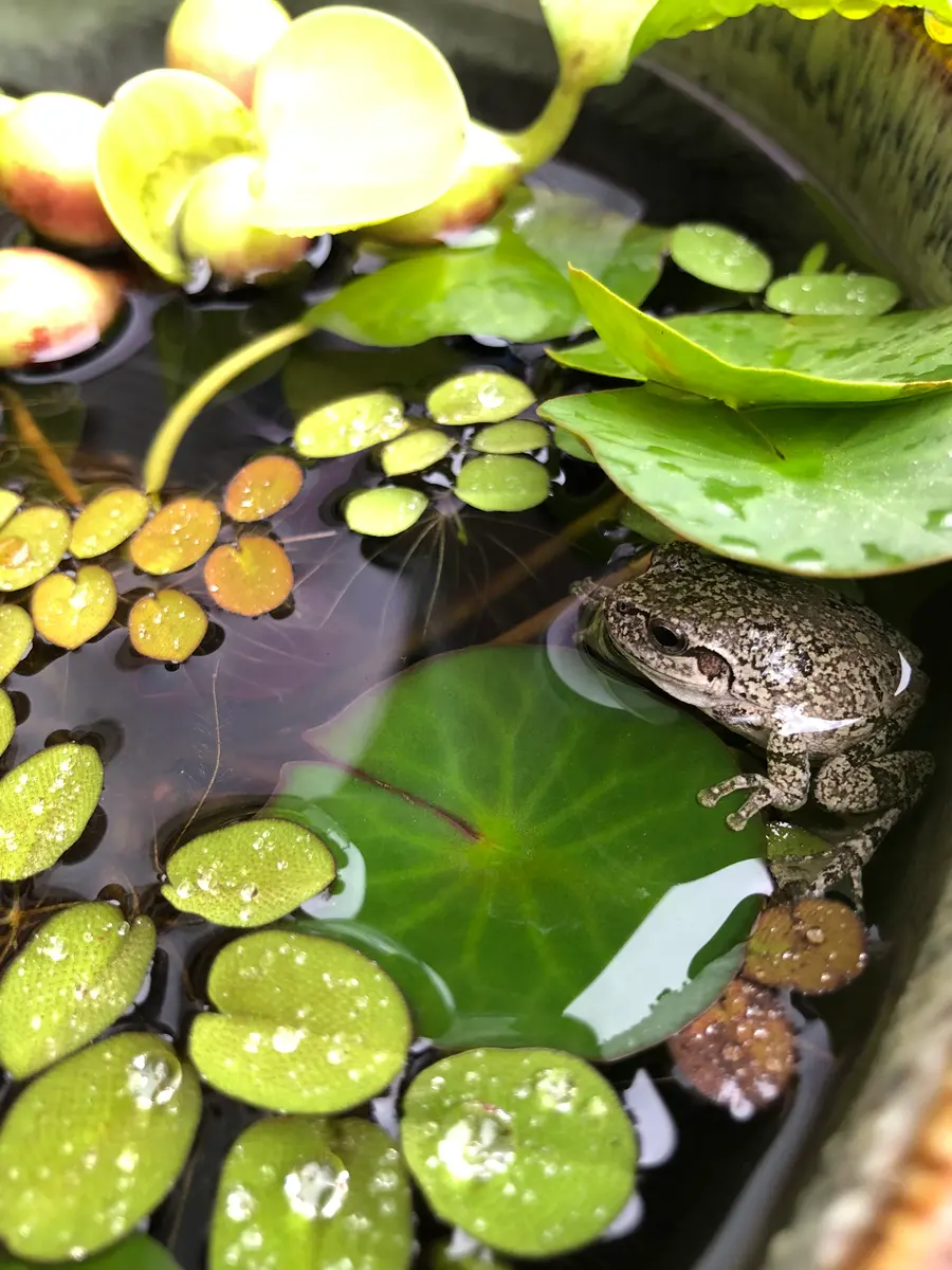 雑草ちゃん｜園芸日記byあやふぅ｜みんなの趣味の園芸｜733347