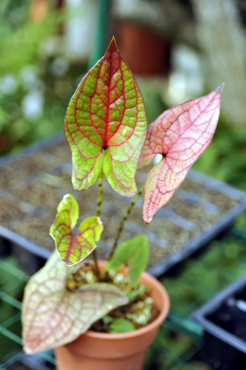 キルトスペルマ　ジョンストニー なかなか手強い[i:200]｜園芸日記byジャカランダ｜みんなの趣味