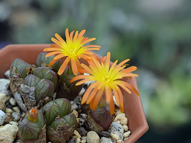 多肉植物　コノフィツム　bachelorum バケロラム 多肉植物 コノフィツム bachelorum バケロラム 多肉植物 コノフィツム