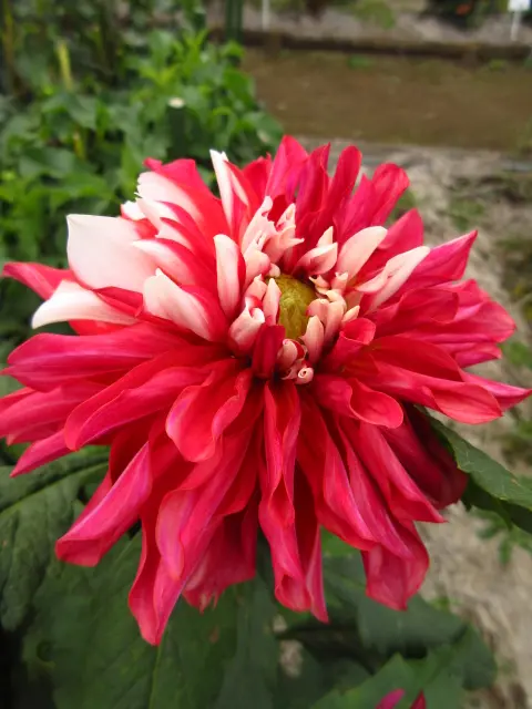 国華園オンラインショップ / 春植え球根 ダリア 中輪 赤花 1球