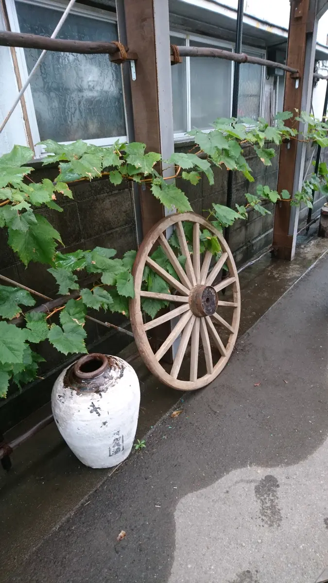 馬車の車輪⁉️｜園芸日記byふかみさ｜みんなの趣味の園芸｜735386