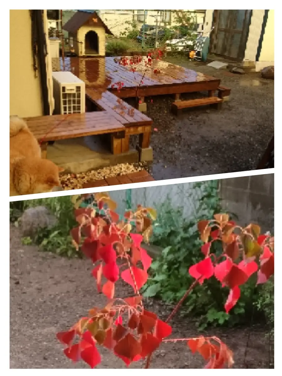 馬車の車輪⁉️｜園芸日記byふかみさ｜みんなの趣味の園芸｜735386