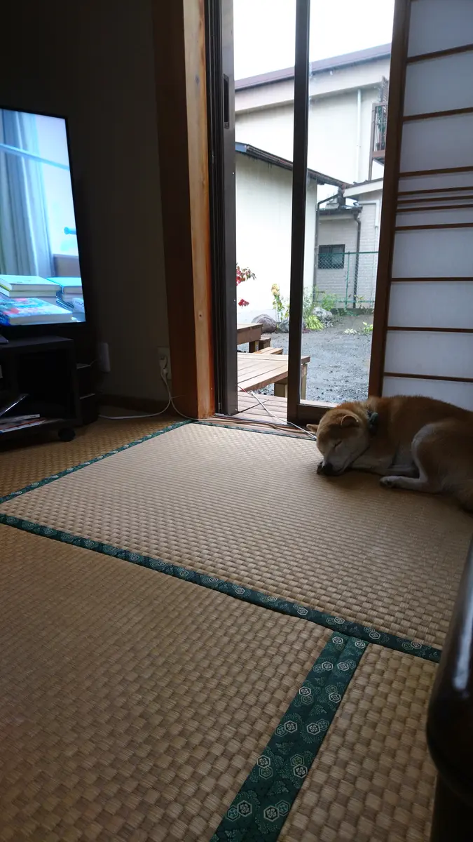 馬車の車輪⁉️｜園芸日記byふかみさ｜みんなの趣味の園芸｜735386