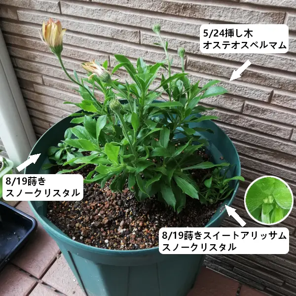 2020.10.11_オステオスペルマムとビオラの寄せ植え🌼｜園芸日記byだー
