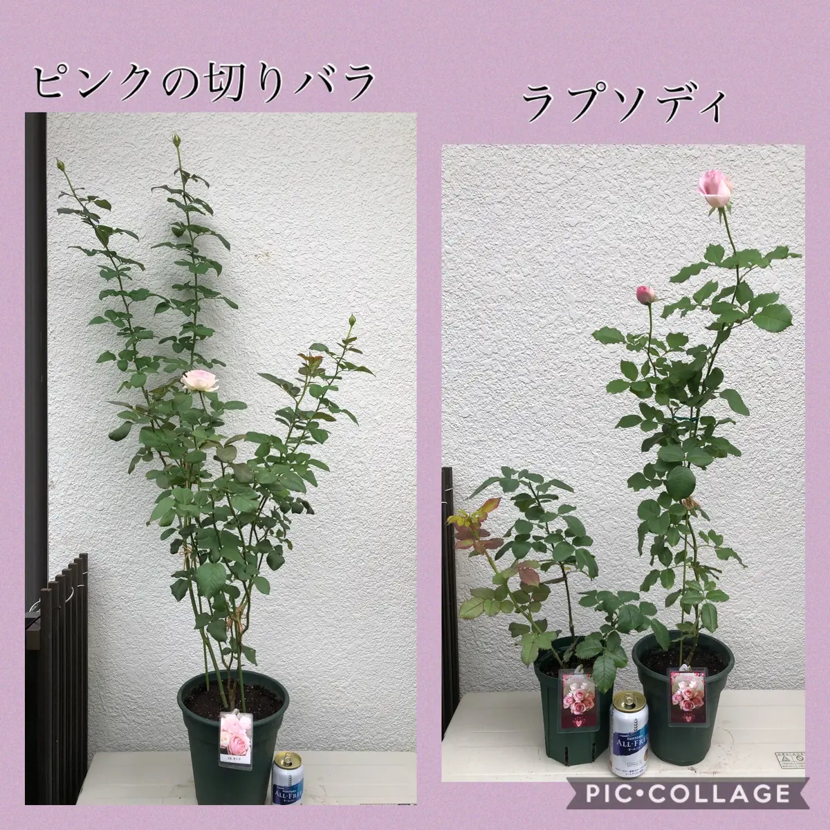 バラ挿し穂(うさこ様確認用)