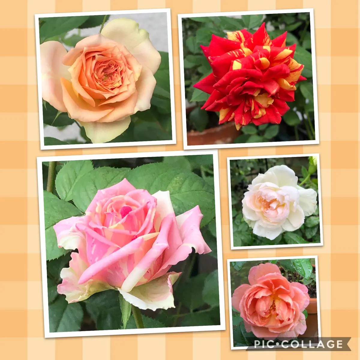 楽天市場】◇開花後強剪定株 花芽なし◇ バラ 苗 京成
