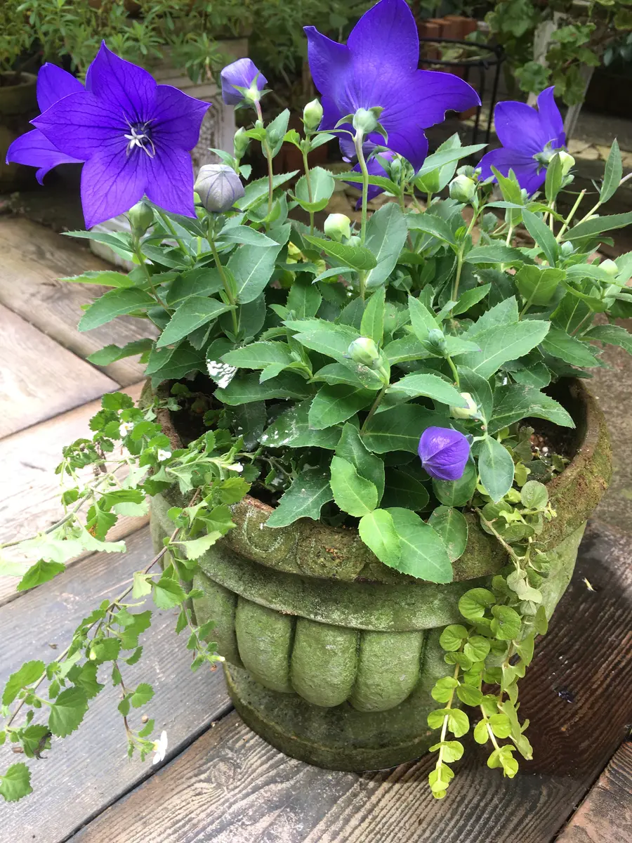 桔梗の鉢植え〔写真1枚目〕-弥生5月さんの日記｜みんなの趣味の園芸