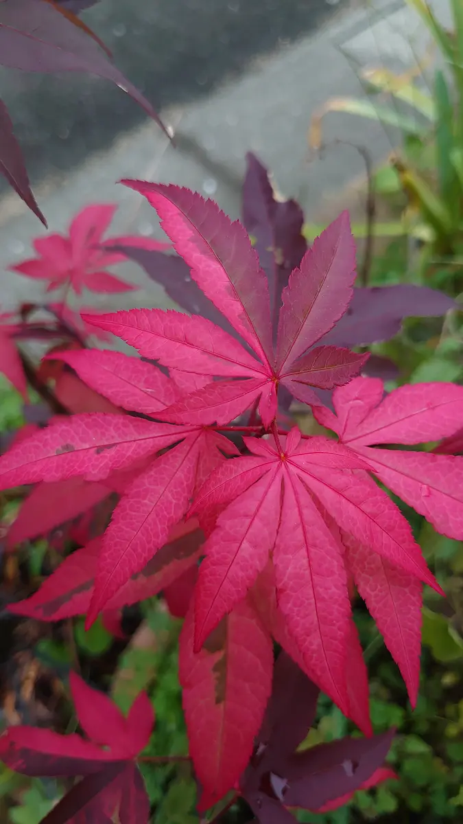 藤波錦 斑入り モミジ 紅葉 【公式通販】
