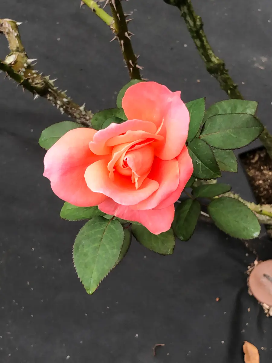 旧古河庭園のバラ｜園芸日記byrumikoh｜みんなの趣味の園芸｜737002