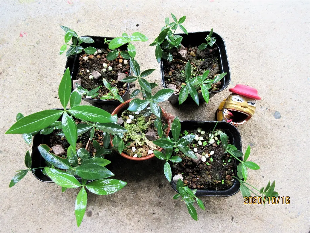 いいね！この姫リンゴ『姫美好』、小盆栽にお勧めです。｜園芸日記