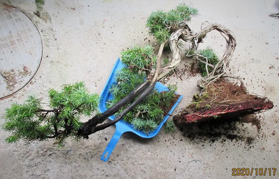 3年ぶりの古木『杜松』の植え替え。｜園芸日記bymeika｜みんなの趣味の