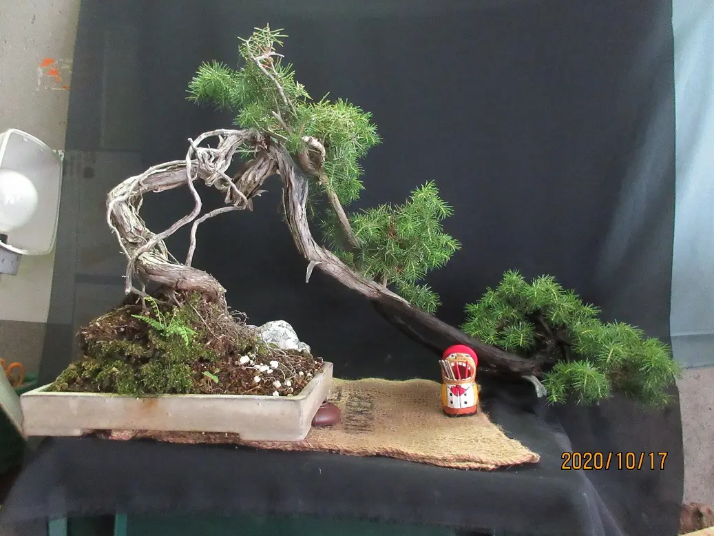 3年ぶりの古木『杜松』の植え替え。｜園芸日記bymeika｜みんなの趣味の