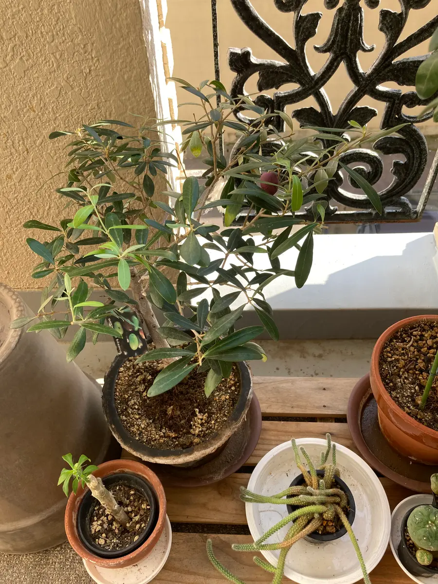 希少 ハローキティ ブロンズ風ポリプランター 希少 ハローキティ ブロンズ風ポリプランター 希少 ハローキティ