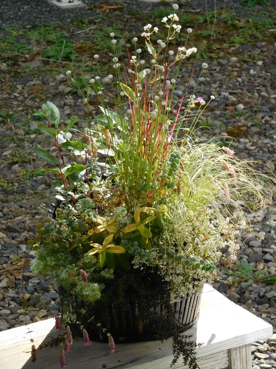 グラスで寄せ植え|園芸日記by冬将軍|みんなの趣味の園芸|738772 グラスで寄せ植え|園芸日記by冬将軍|みんなの趣味の園芸|738772