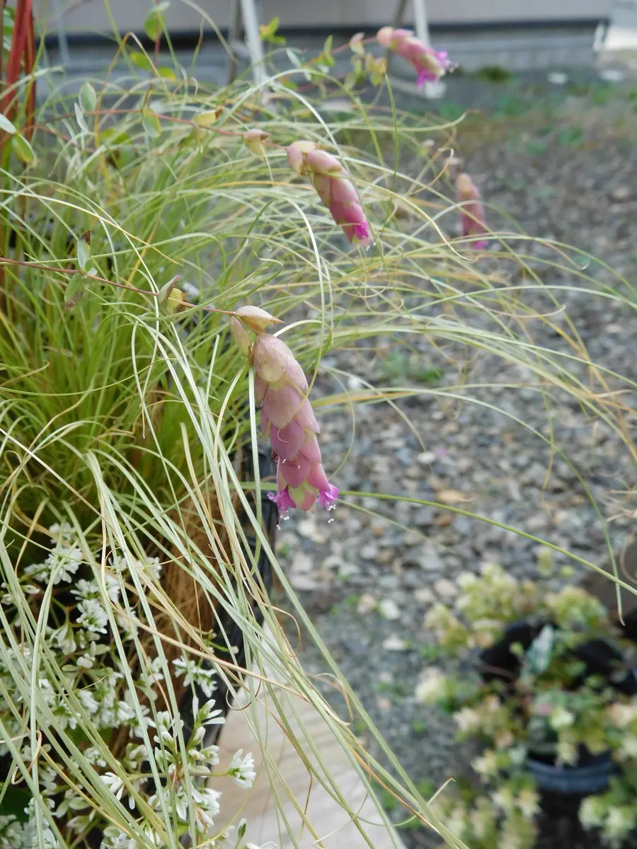 グラスで寄せ植え|園芸日記by冬将軍|みんなの趣味の園芸|738772 グラスで寄せ植え|園芸日記by冬将軍|みんなの趣味の園芸|738772