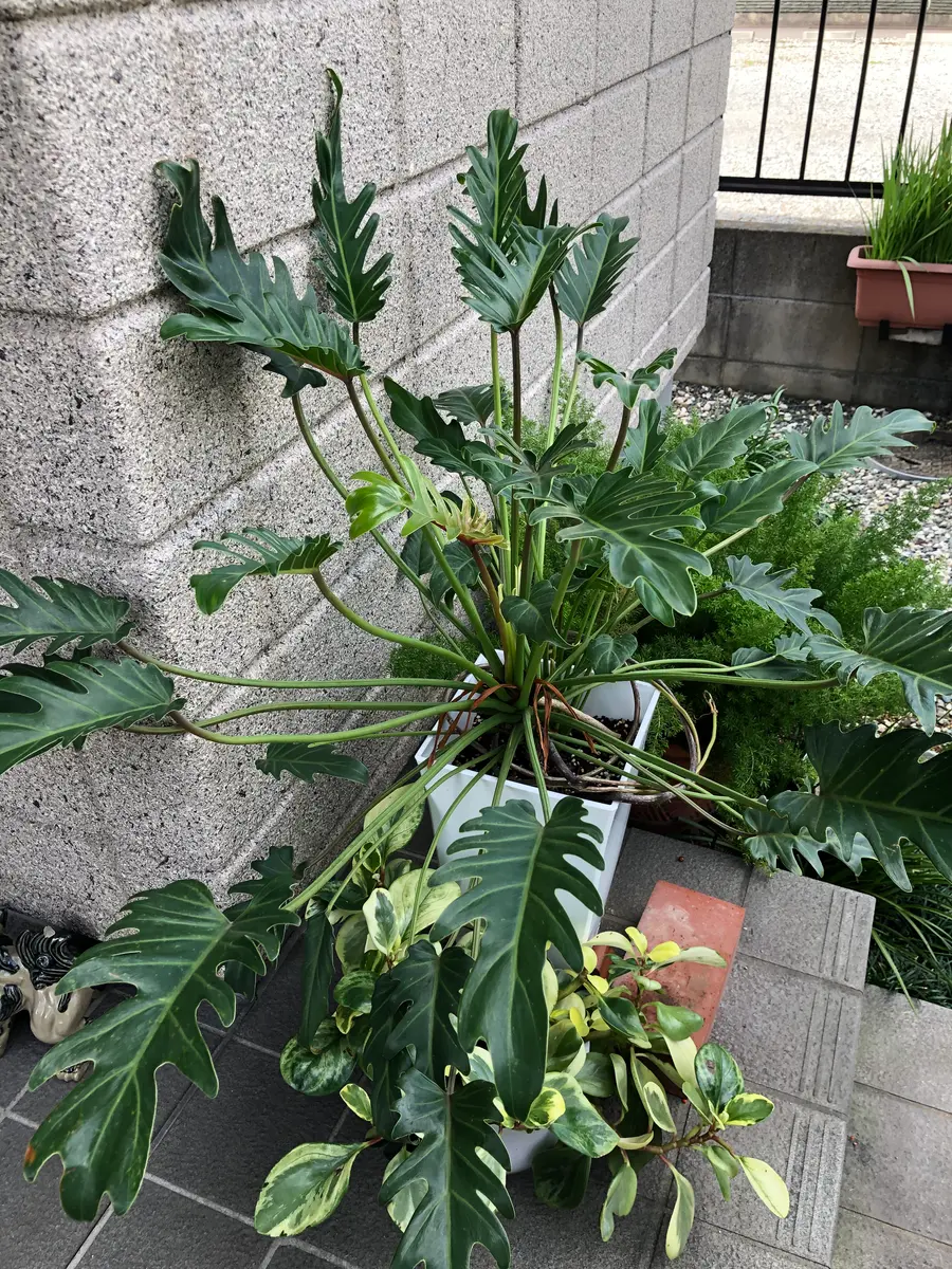 クッカバラ 3年目 大きくなりすぎ｜園芸日記byアイニー｜みんなの趣味 