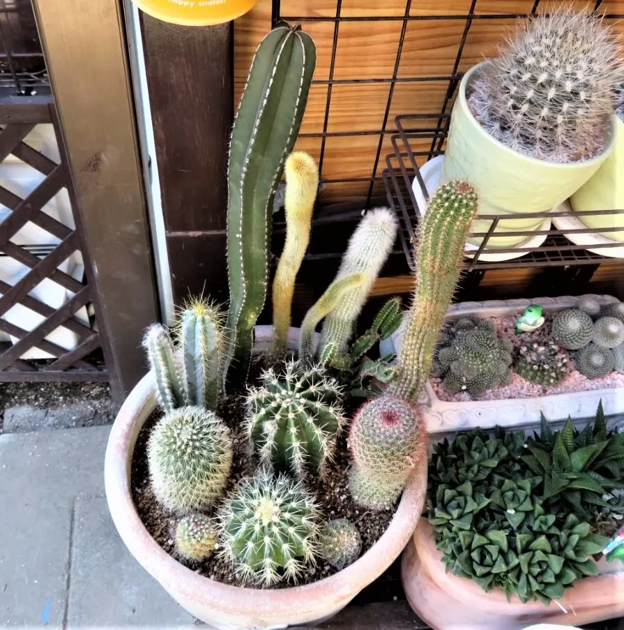 柱サボテン 寄せ植え JARDIN DE LA FÉE サボテンの寄せ植え作業｜園芸日記byロッキー｜みんなの趣味の園芸｜739872