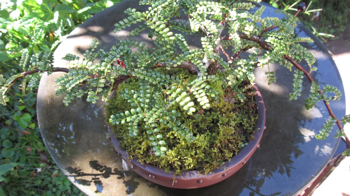 盆栽は楽し-磯山椒(イソザンショウ)|園芸日記byshinji70 盆栽は楽し-磯山椒(イソザンショウ)|園芸日記byshinji70