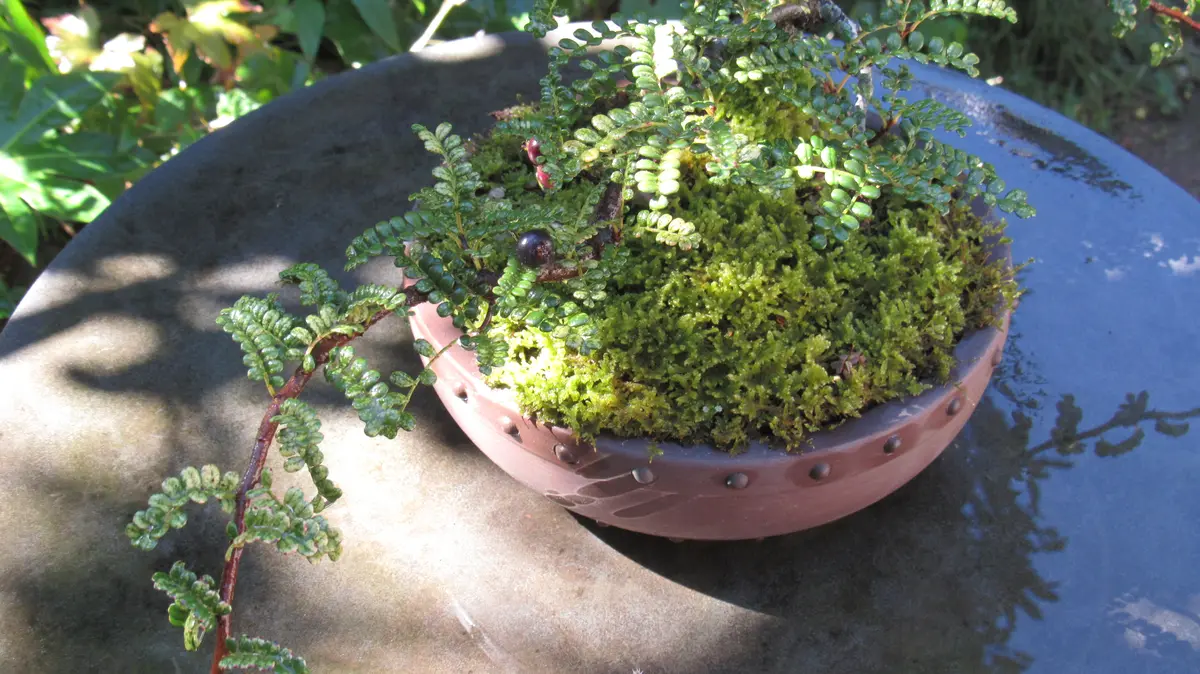 磯山椒 盆栽 樹齢50年 磯山椒 盆栽 樹齢50年 盆栽：磯山椒(いそ