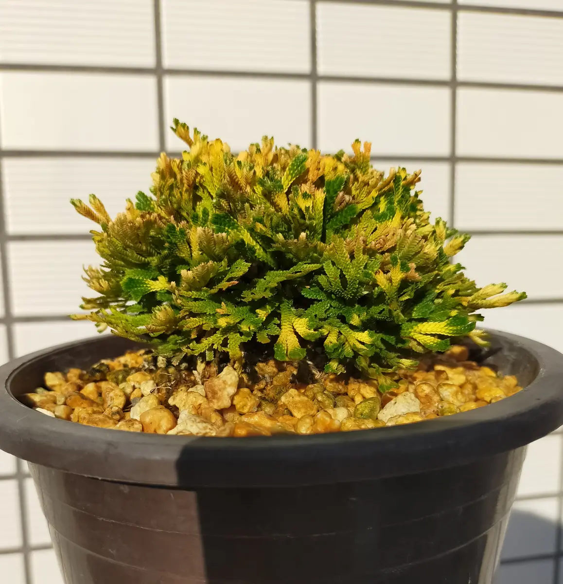 イワヒバ19 金華山 岩ヒバ 岩ひば 岩松