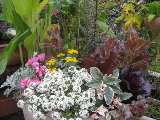 寄せ植えハイノキモミジ ヤマコウバシなど 寄せ植えハイノキモミジ ヤマコウバシなど