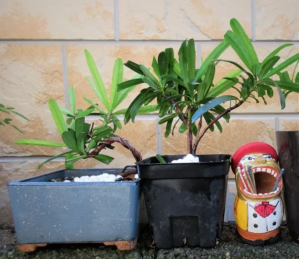 イヌマキ』か『ラカンマキ』か？実生盆栽に。｜園芸日記bymeika