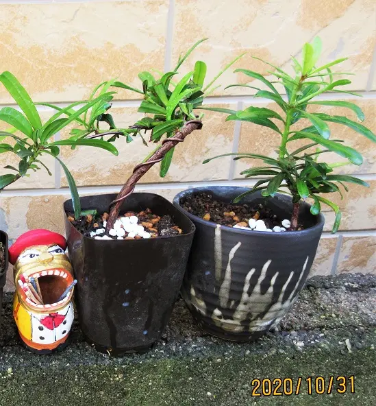 イヌマキ』か『ラカンマキ』か？実生盆栽に。｜園芸日記bymeika