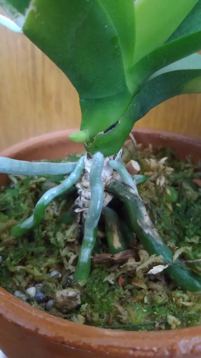 ミニ 胡蝶 蘭 花芽