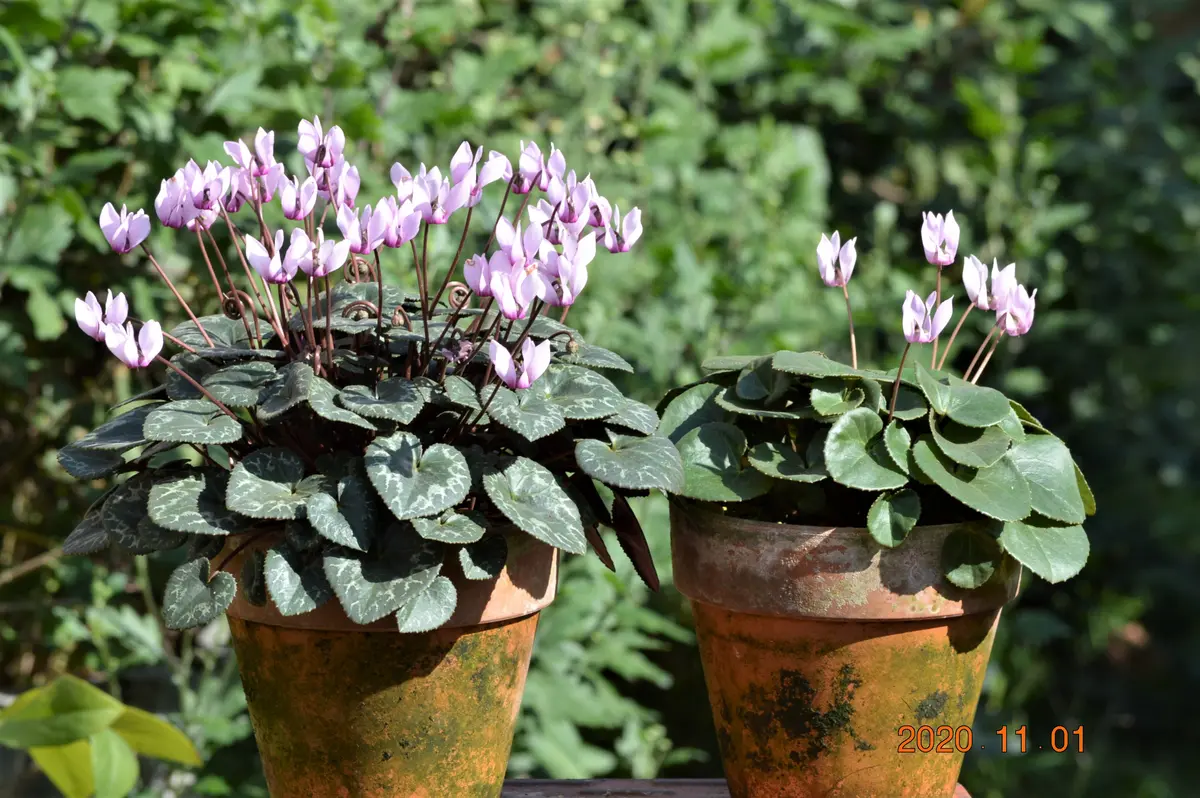 Naruto ！原種シクラメン　コルチカム4号大株！ 原種シクラメン・コルチカム｜園芸日記by鹿せんべい｜みんなの趣味の