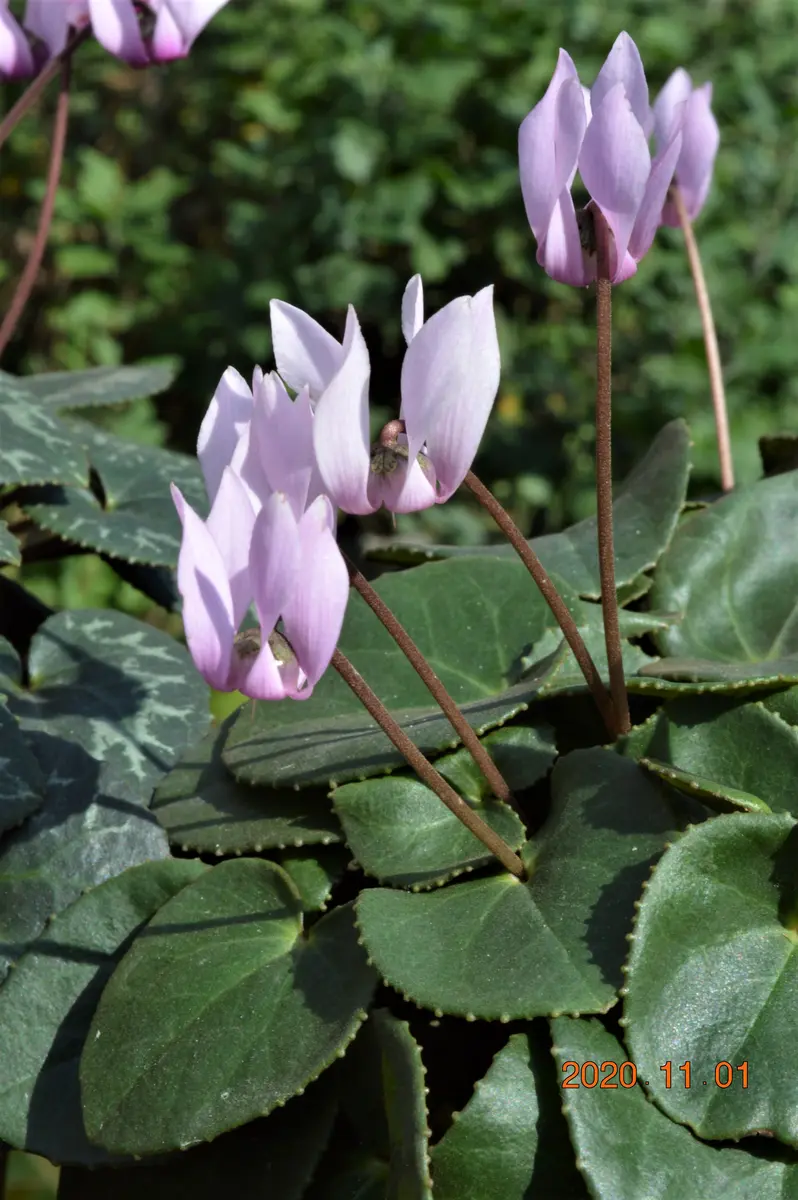 原種シクラメン・コルチカム｜園芸日記by鹿せんべい｜みんなの趣味の
