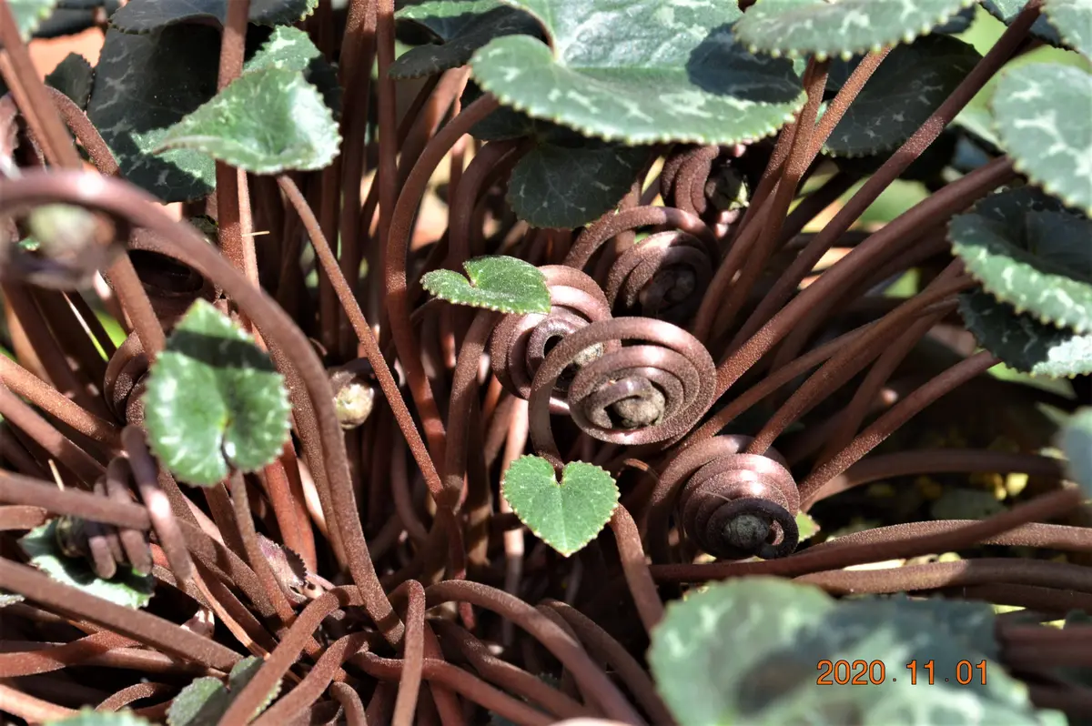原種シクラメン・コルチカム｜園芸日記by鹿せんべい｜みんなの趣味の