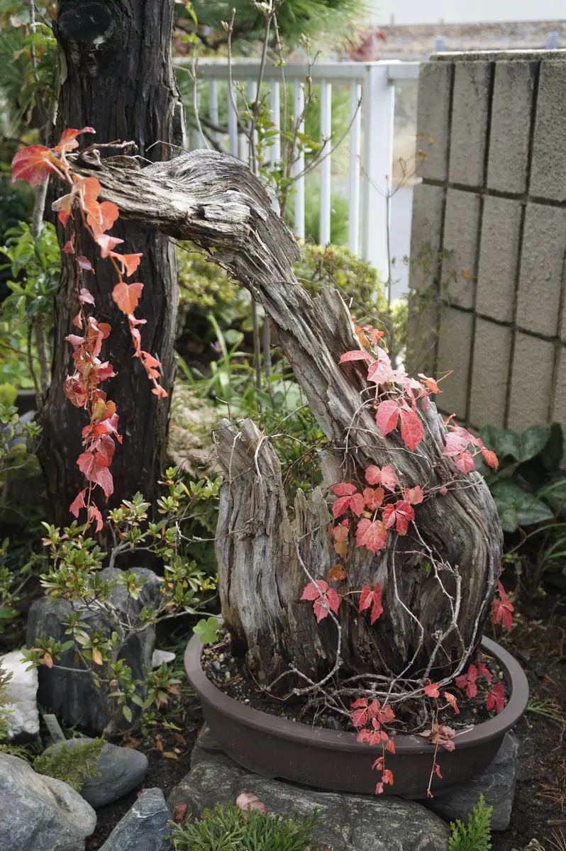 ツタの盆栽｜園芸日記byあめんぼ｜みんなの趣味の園芸｜743929