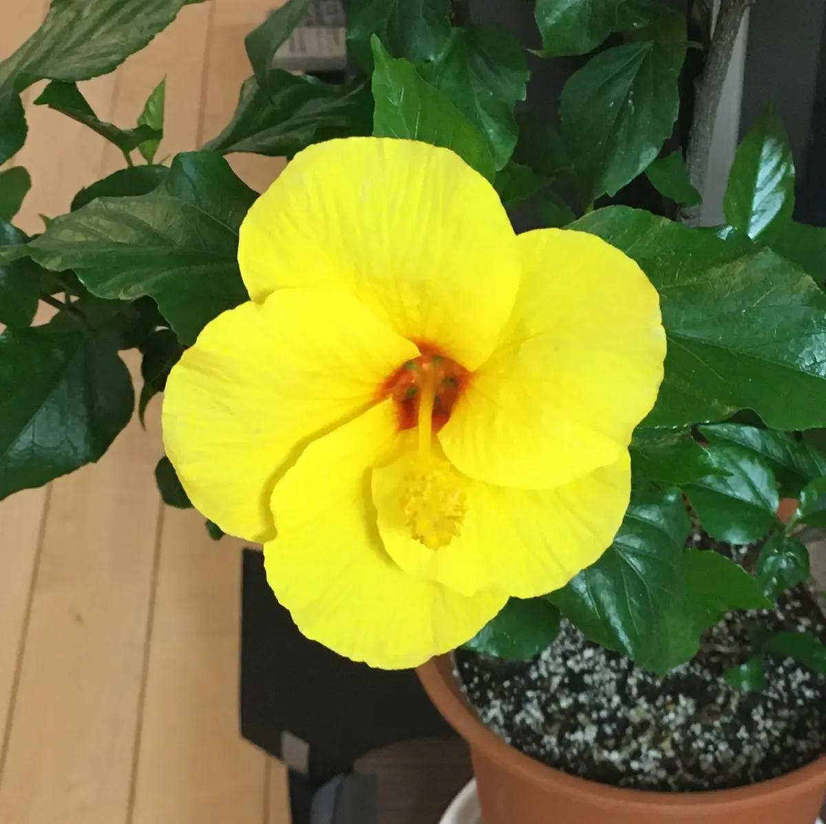 【新品】ジェンガラ 2枚セット ハイビスカス イエロー 正方形 新品】ジェンガラ 2枚セット ハイビスカス イエロー 正方形 新品