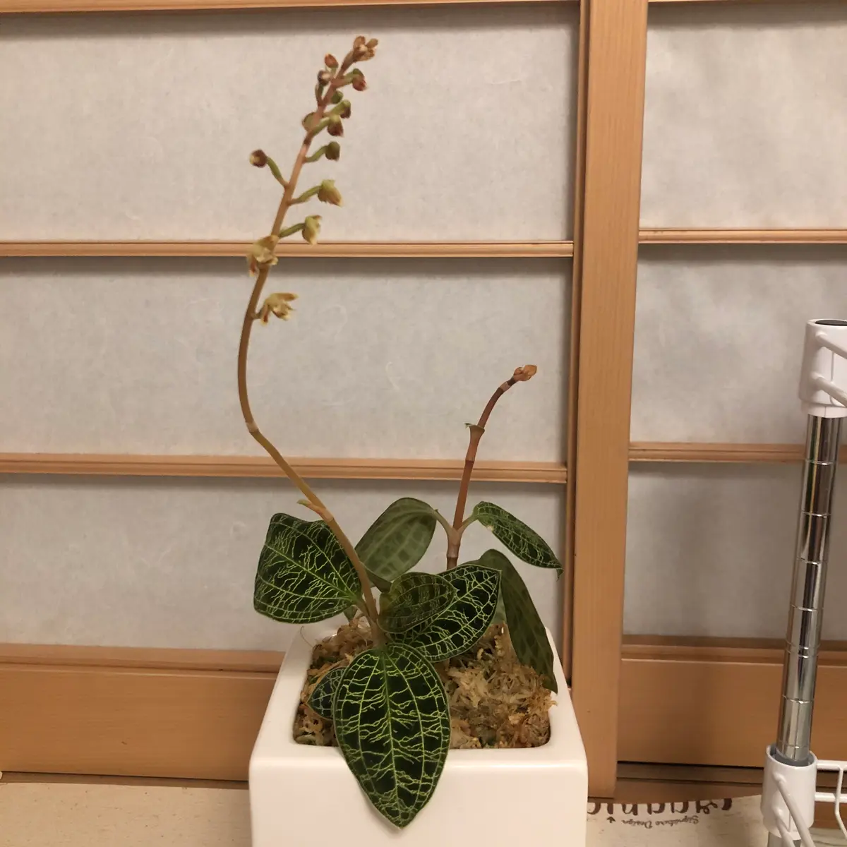 ジュエルオーキッドの花｜園芸日記byerix｜みんなの趣味の園芸