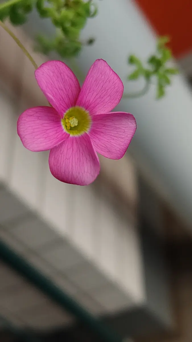 オキザリス　桃の輝き オキザリス桃の輝きのインテリア実例 ｜ RoomClip（ルームクリップ）