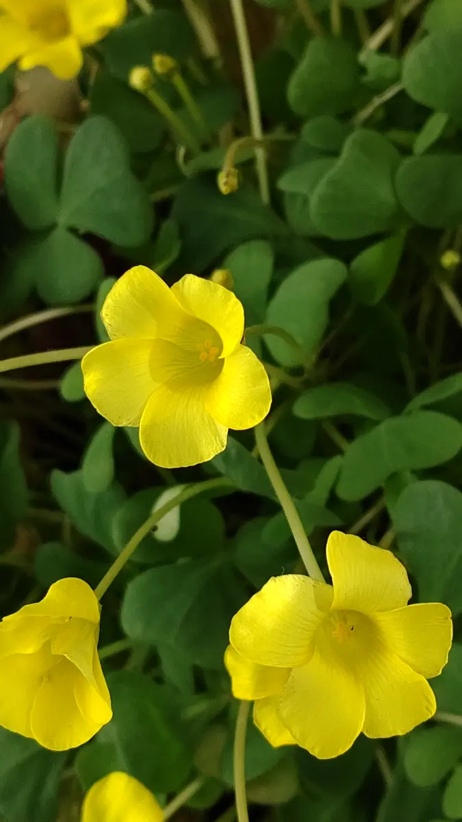 オキザリス　桃の輝き niko-flower_173