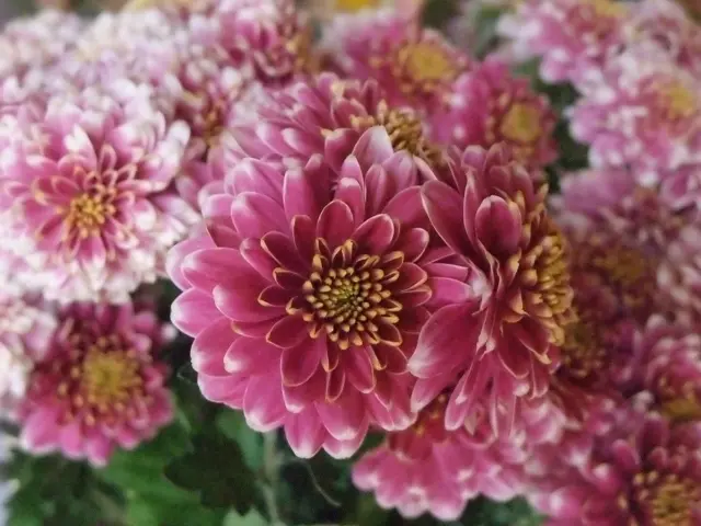 ピンク系小菊 秋咲き 精の咲 | 菊の育種、種苗販売。イノチオ精