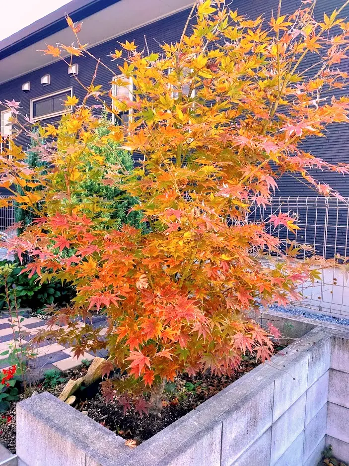 初めての紅葉｜園芸日記byみみすけ013｜みんなの趣味の園芸｜745897