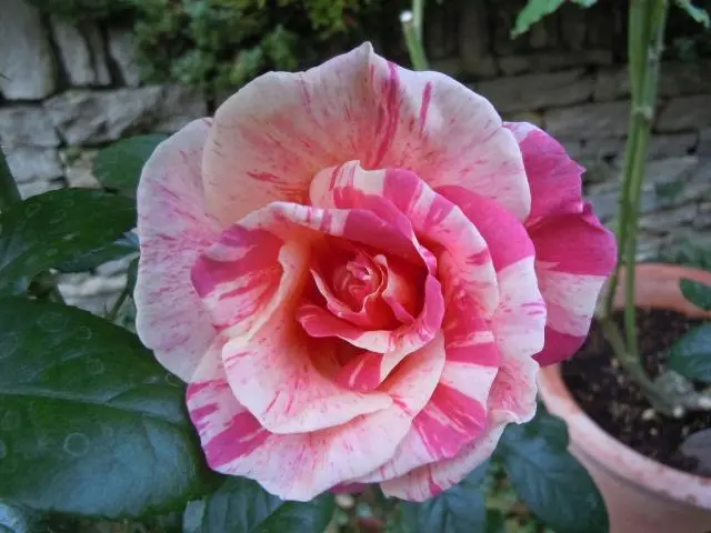 絞り咲きのバラ！｜園芸日記by天野麻里絵｜みんなの趣味の園芸｜74599