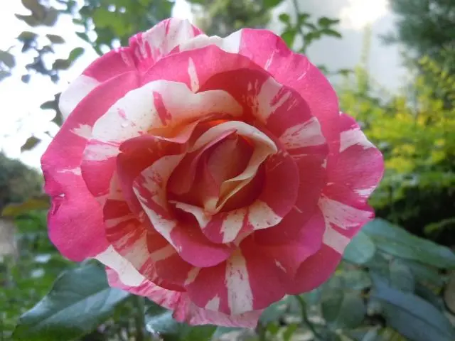 絞り咲きのバラ！｜園芸日記by天野麻里絵｜みんなの趣味の園芸｜74599