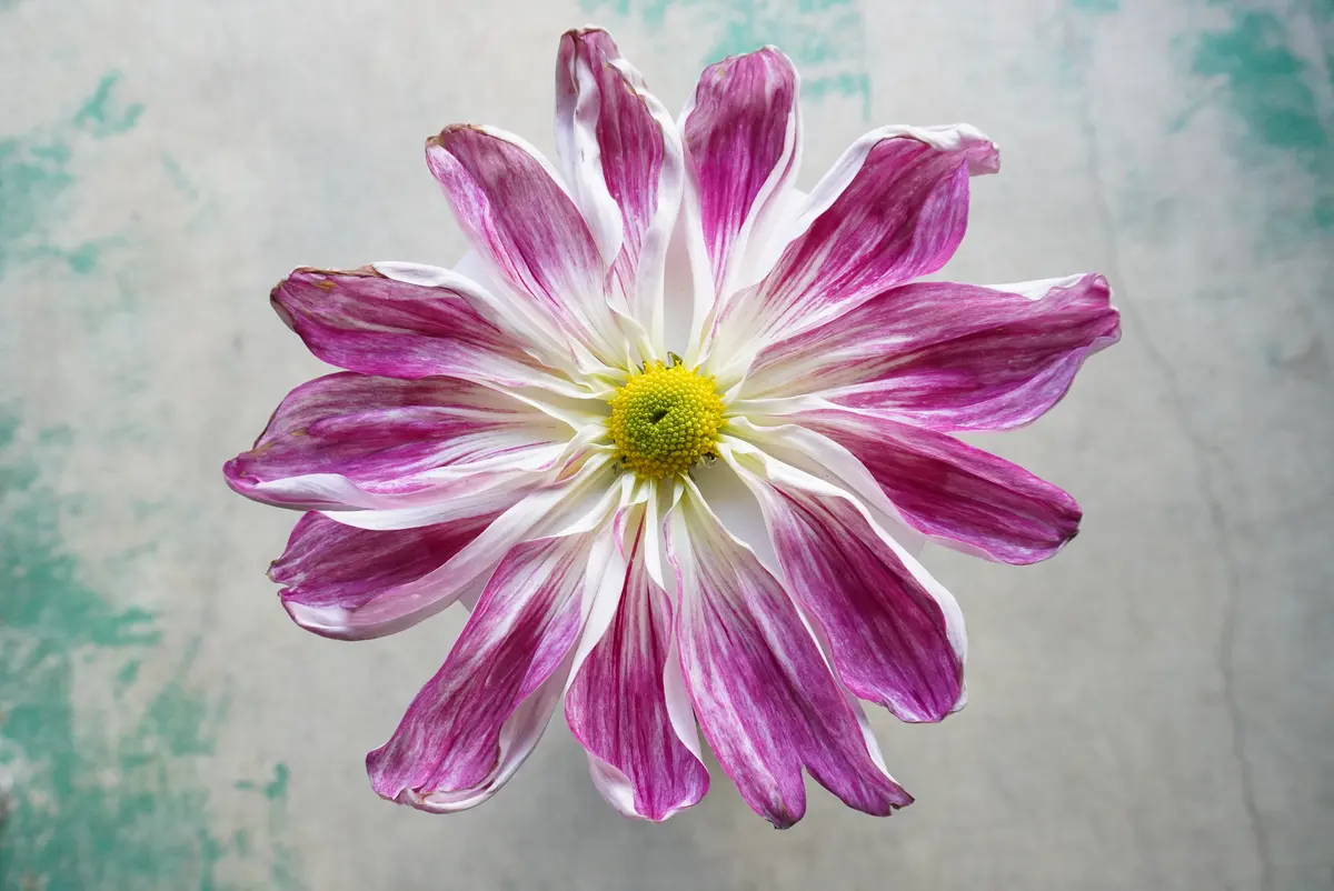 難しい、一文字菊｜園芸日記by種蒔き病人｜みんなの趣味の園芸｜747645