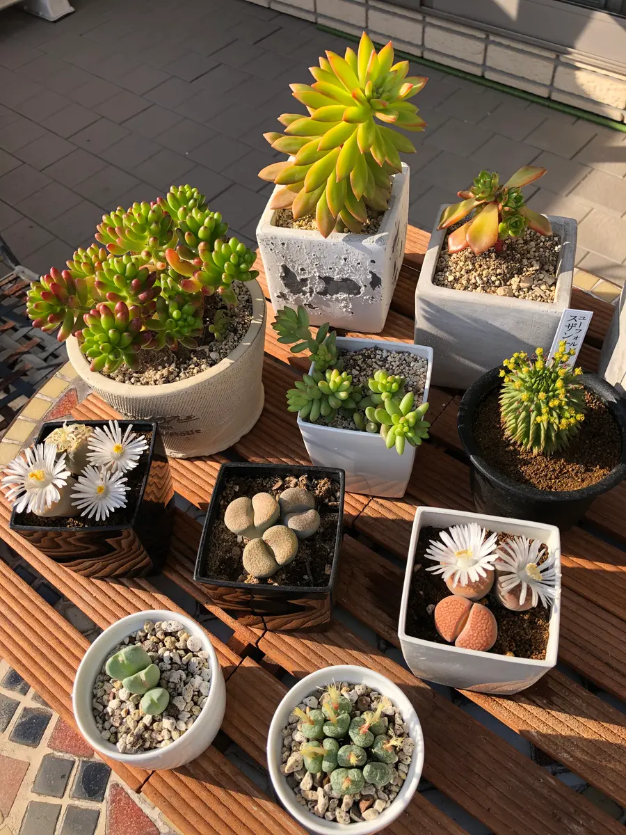 ミー様　多肉植物棚　NT-B1 2点目 ミー様 多肉植物棚 NT-B1 2点目 多肉植物/多肉植物 寄せ植え/