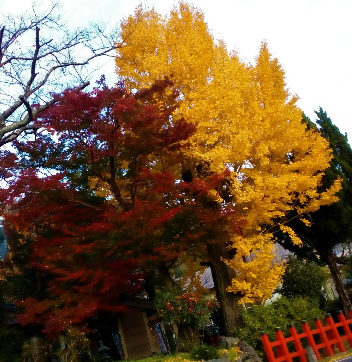 紅葉の季節！」イチョウ&モミジ なんちゃって投扇興セット。 夕暮れ時の『