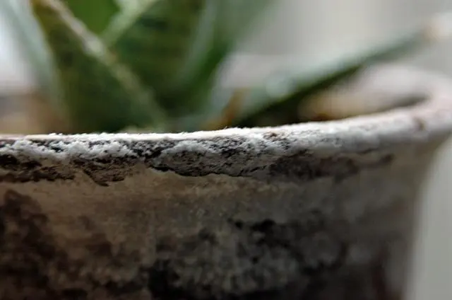 鉢が崩れる〜｜園芸日記byジャカランダ｜みんなの趣味の園芸｜74843