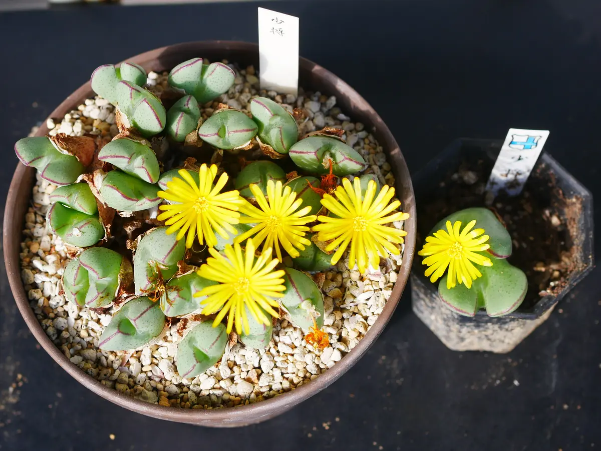 コノフィツム 少将｜園芸日記byうめ｜みんなの趣味の園芸｜749031