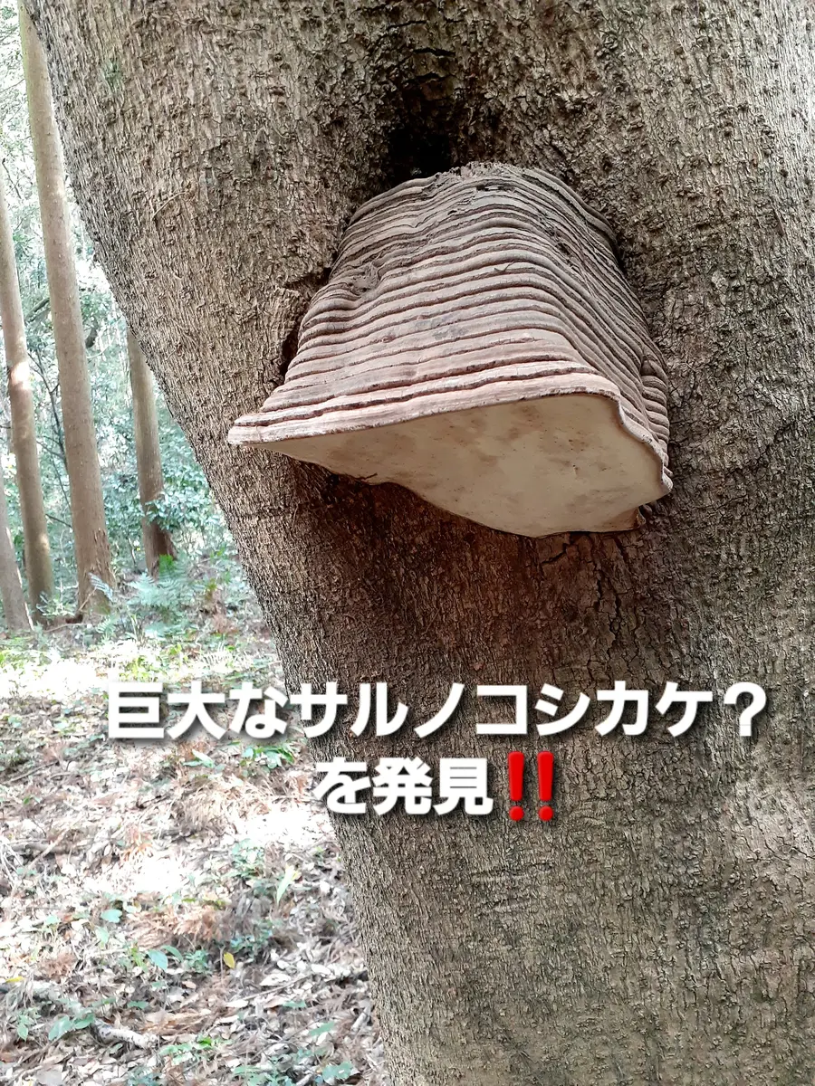 巨大 サルノコシカケ 巨大 サルノコシカケ