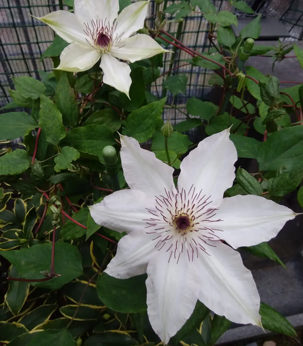 クレマチス残花、名緒、入生、フロリダ｜園芸日記bytessenjo｜みんなの